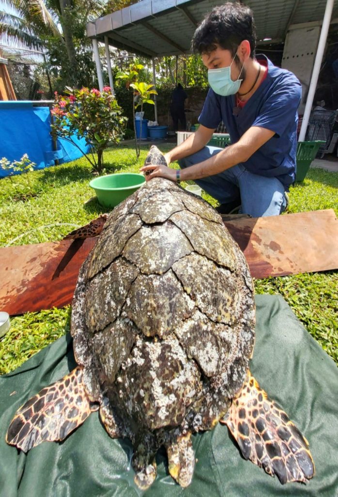 Rescatan a tortuga en condiciones graves