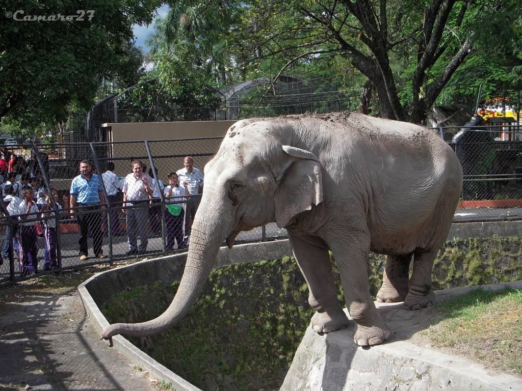 La muerte anunciada del Parque Zoológico Nacional